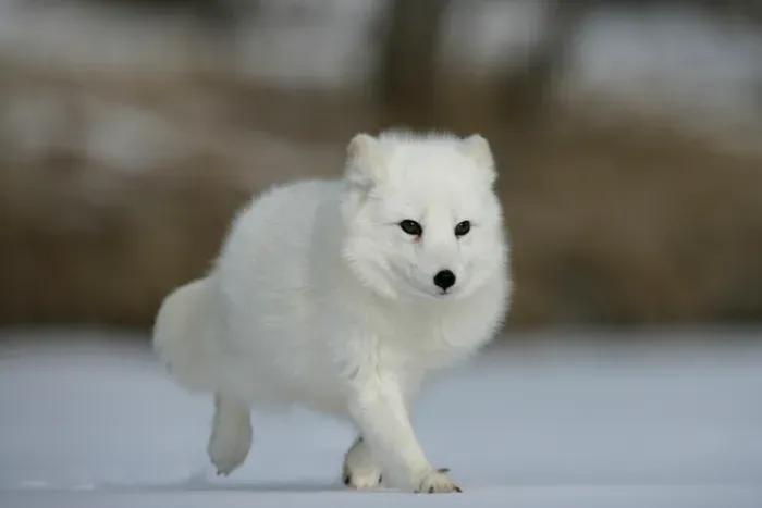 CUTEST ANIMALS - 1